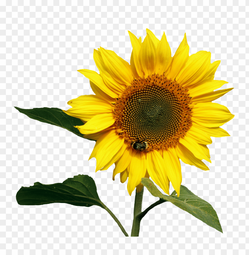 sunflower png, png,sunflower