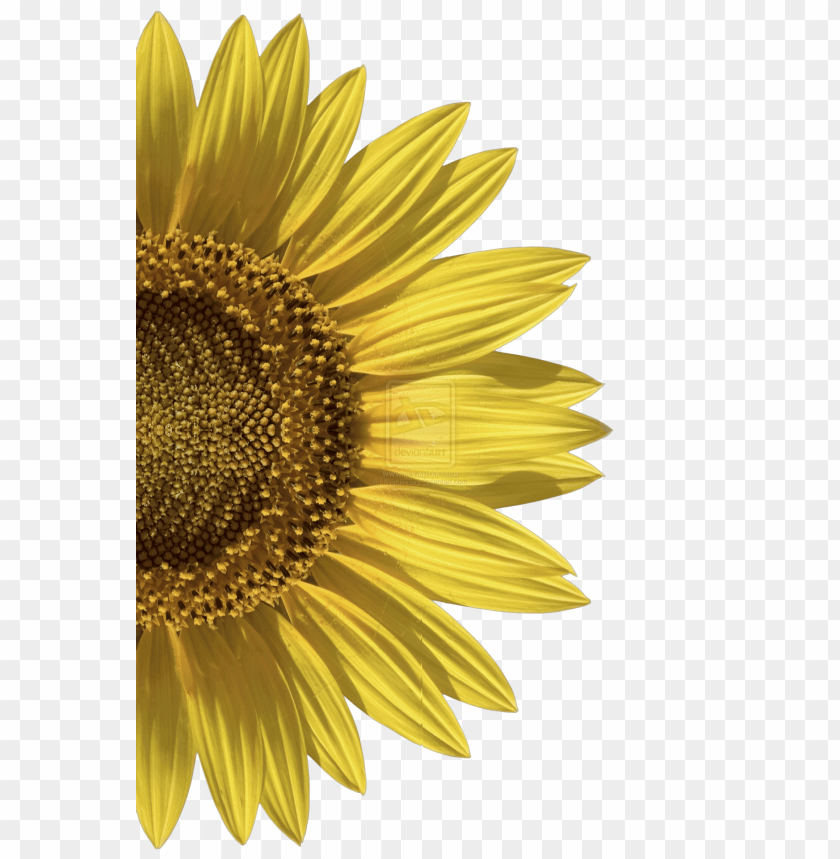 sunflower png, png,sunflower