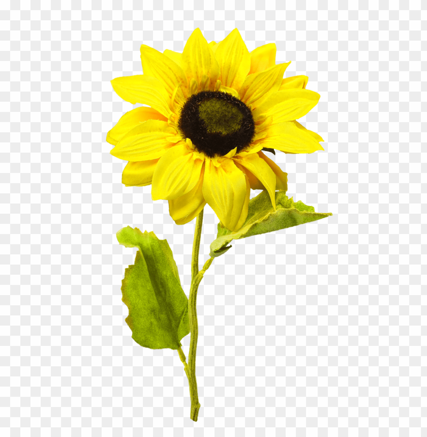 sunflower png, png,sunflower