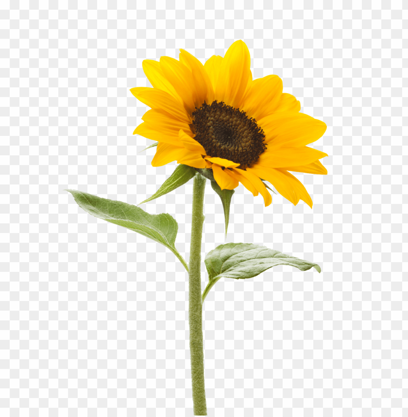 sunflower png, png,sunflower