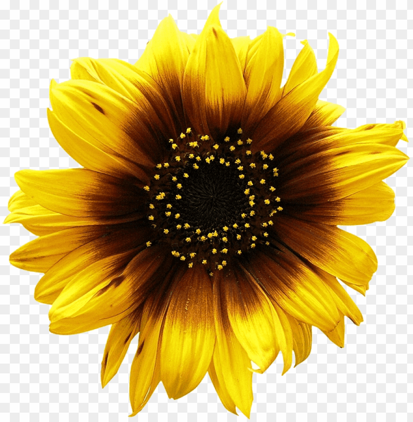 sunflower png, png,sunflower