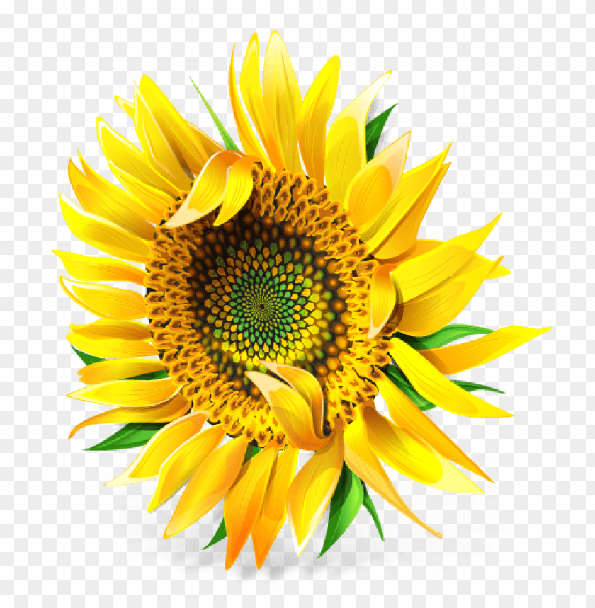 sunflower, yellow flower, nature, garden plant, floral design, vibrant petals, healthy snacks