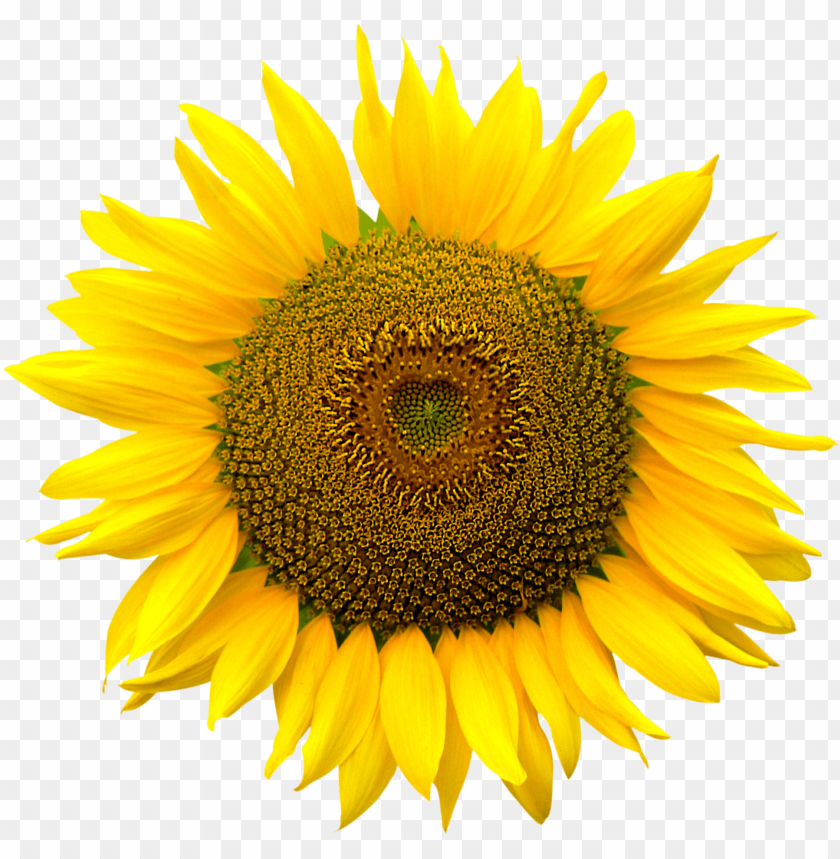 sunflower, yellow petals, seed center, floral design, nature, garden flower, healthy snacks