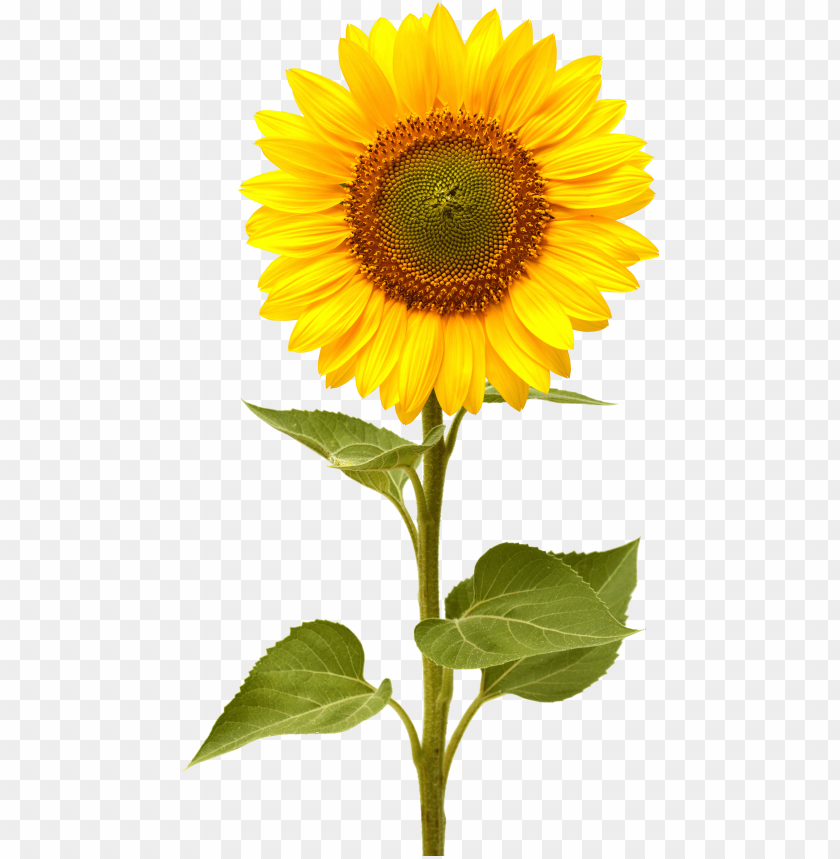 sunflower, yellow flower, green leaves, nature, plant, garden decor, summer bloom