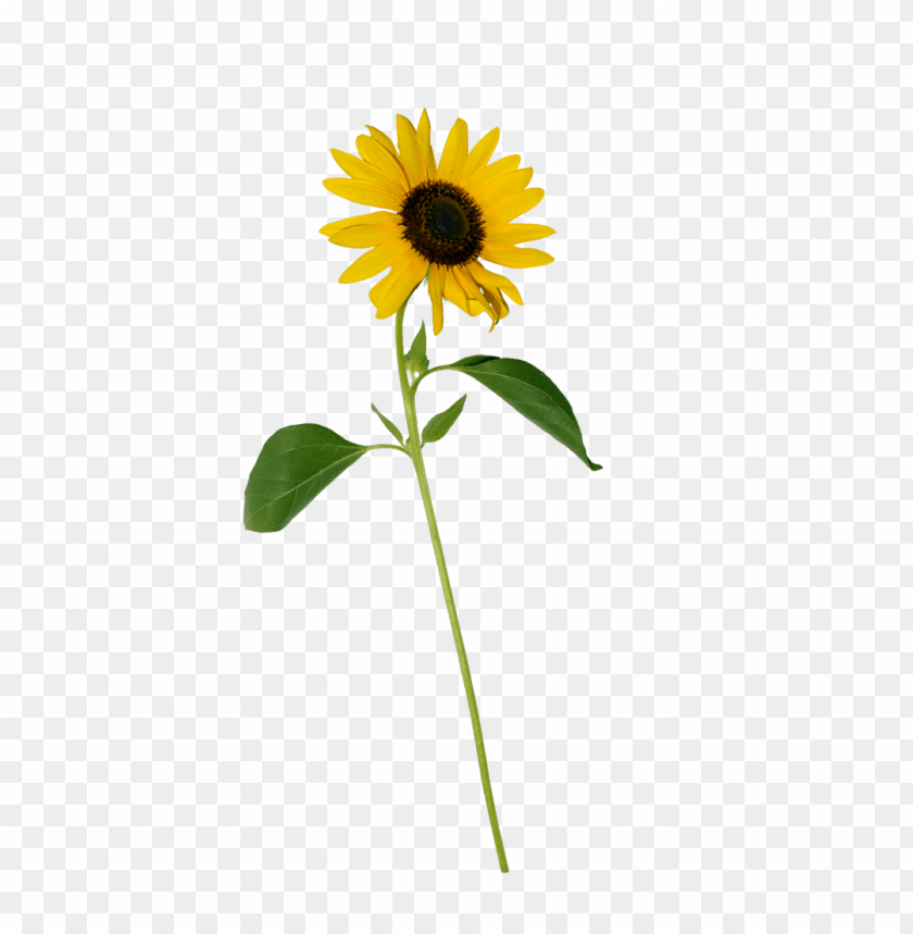 sunflower png, png,sunflower