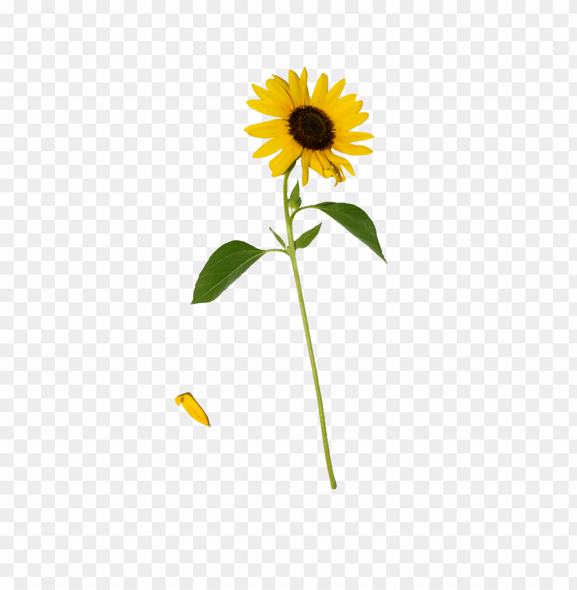 sunflower png, png,sunflower