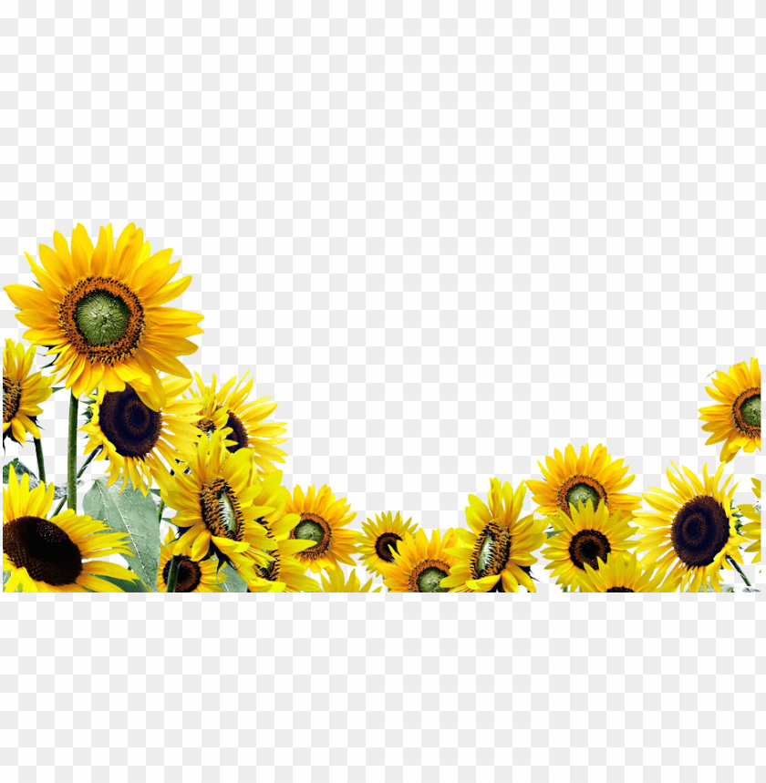 sunflower png, png,sunflower