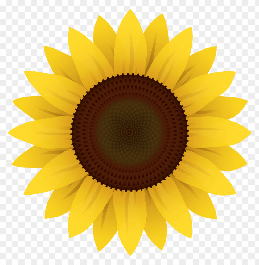 sunflower png, png,sunflower