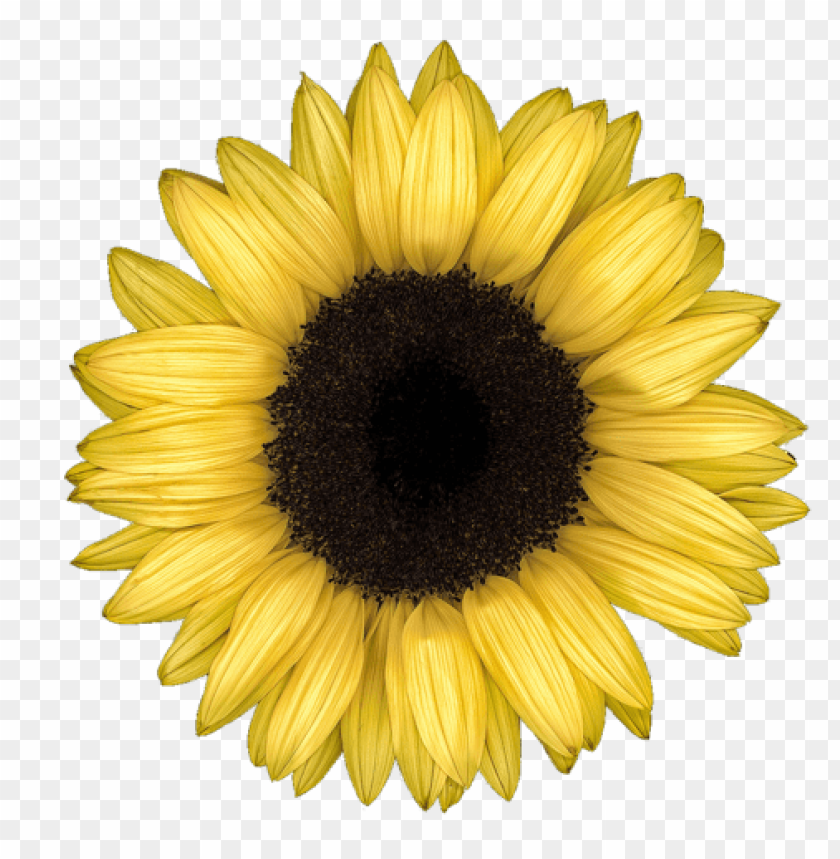 sunflower png tumblr, tumblr,sunflower,png