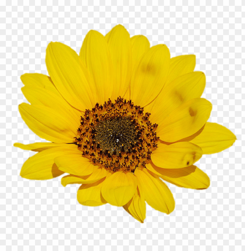 sunflower png tumblr, tumblr,sunflower,png