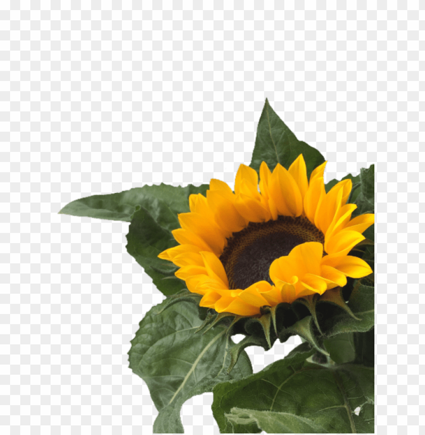 sunflower png tumblr, tumblr,sunflower,png