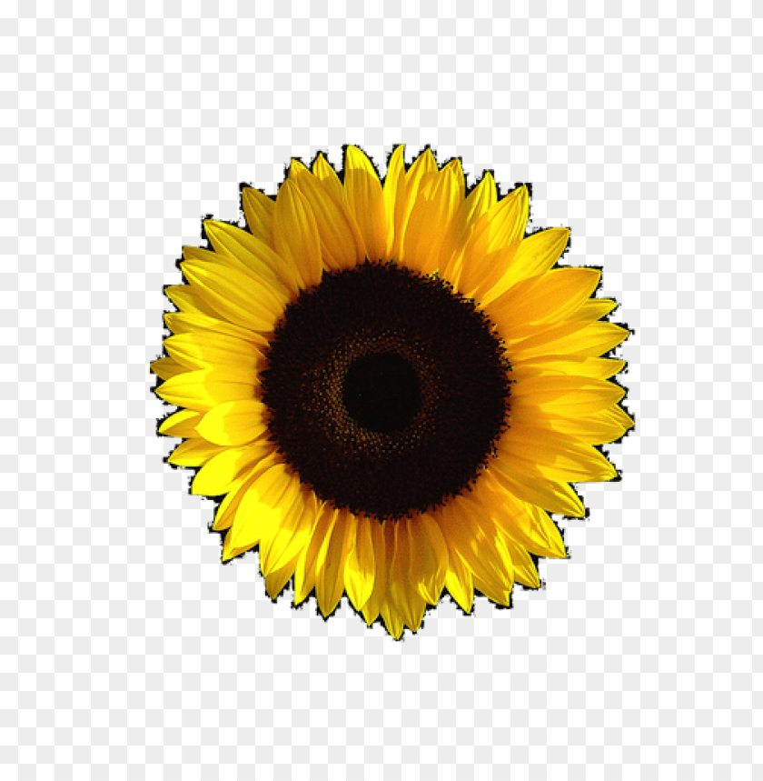 sunflower, yellow petals, brown center, bright flower, nature beauty, garden bloom, floral decoration