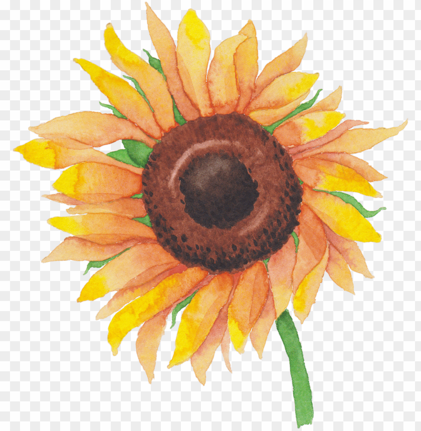 sunflower, yellow petals, brown center, green stem, vibrant flower, botanical art, nature design