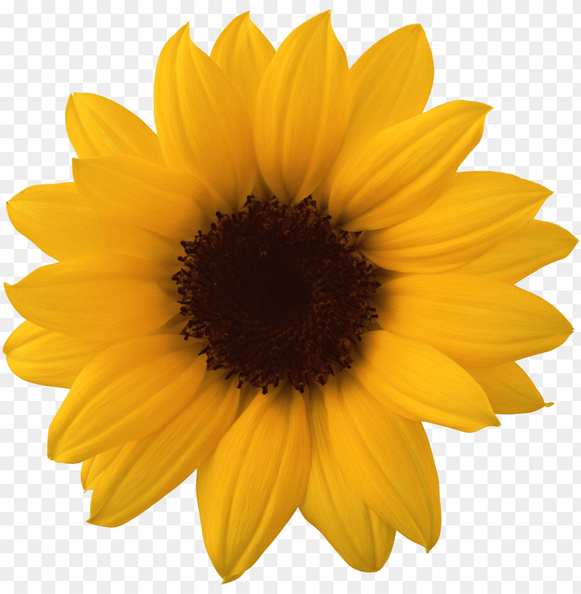 sunflower png tumblr, tumblr,sunflower,png