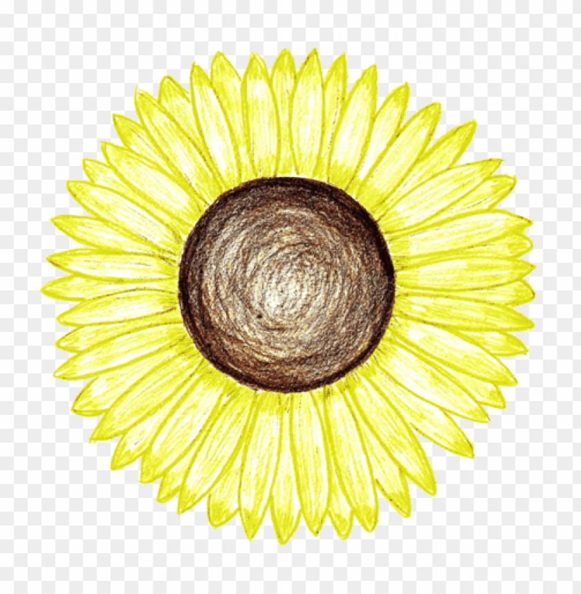 sunflower png tumblr, tumblr,png,sunflower