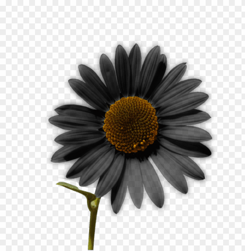 sunflower png tumblr, tumblr,png,sunflower