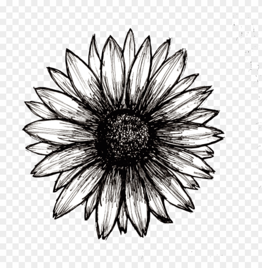 sunflower png tumblr, tumblr,png,sunflower