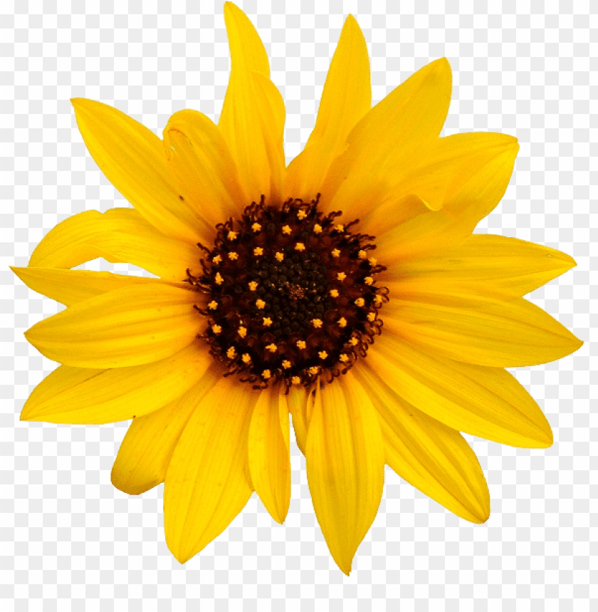 sunflower png tumblr, tumblr,png,sunflower