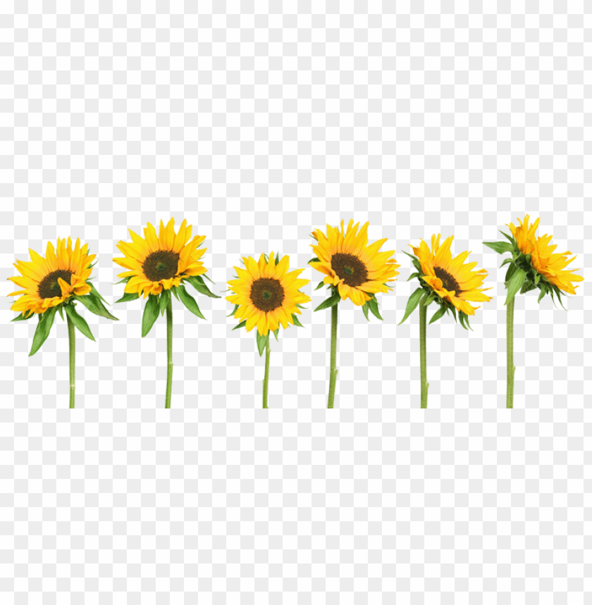 sunflower png tumblr, tumblr,png,sunflower