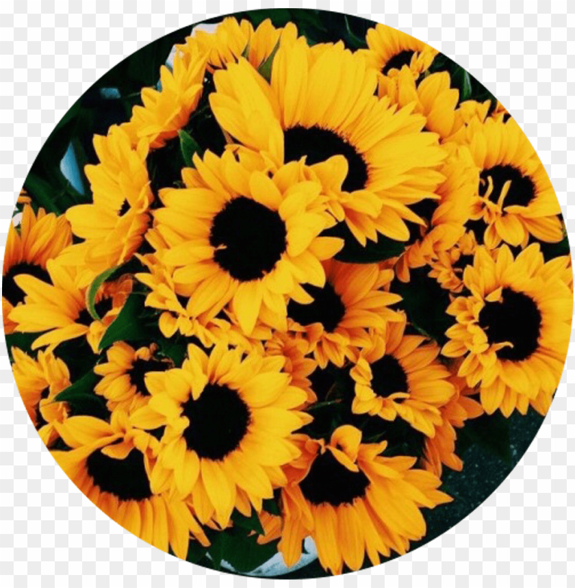 sunflower png tumblr, tumblr,png,sunflower