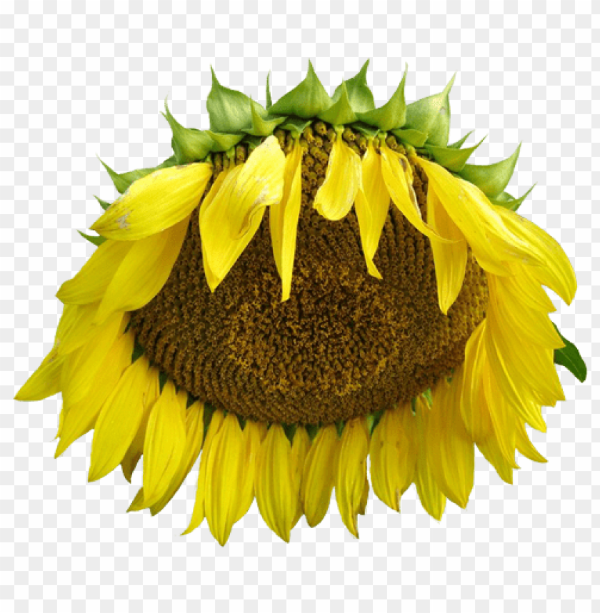 sunflower png tumblr, tumblr,png,sunflower