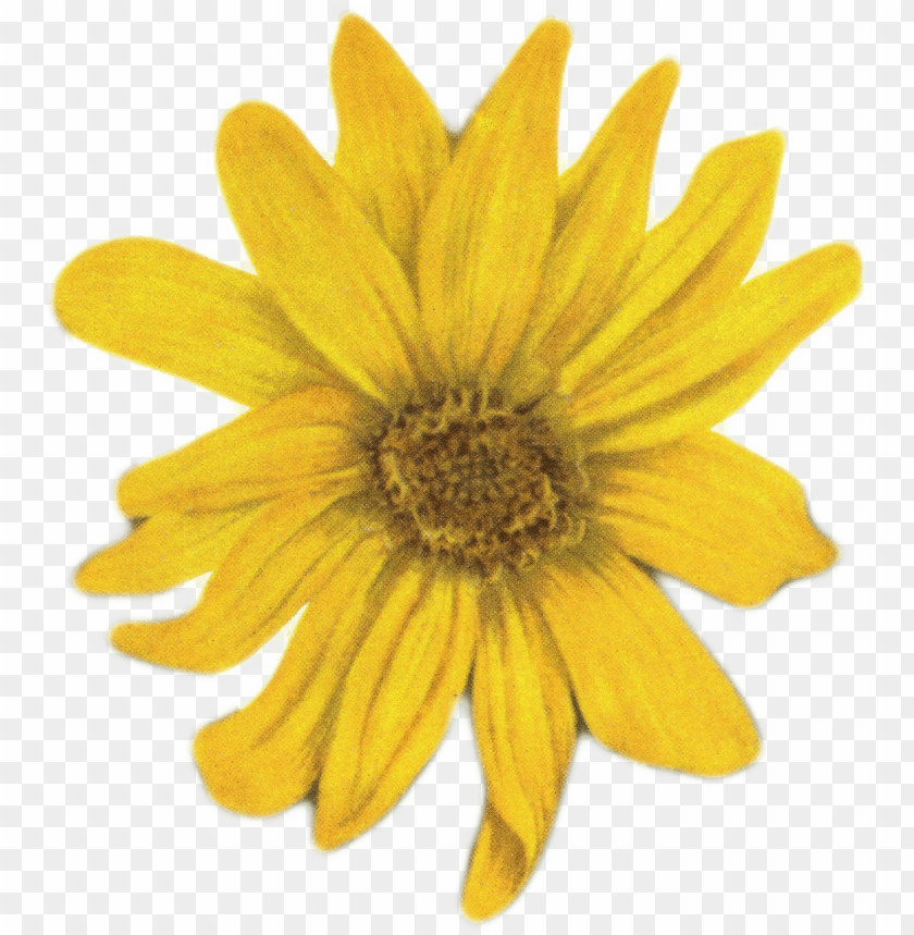 sunflower png tumblr, tumblr,png,sunflower