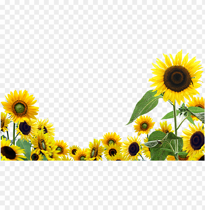 sunflower, yellow flowers, garden plants, nature scenery, floral background, summer blooms, vibrant greenery