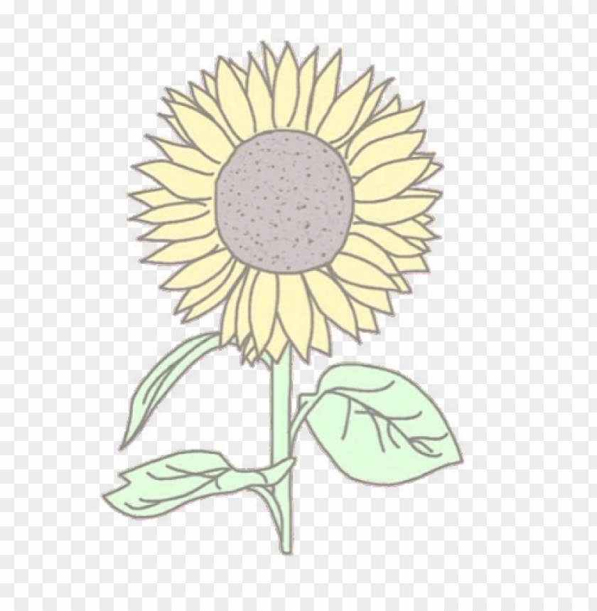 sunflower, yellow flower, plant leaves, flower petals, botanical art, nature illustration, garden decoration