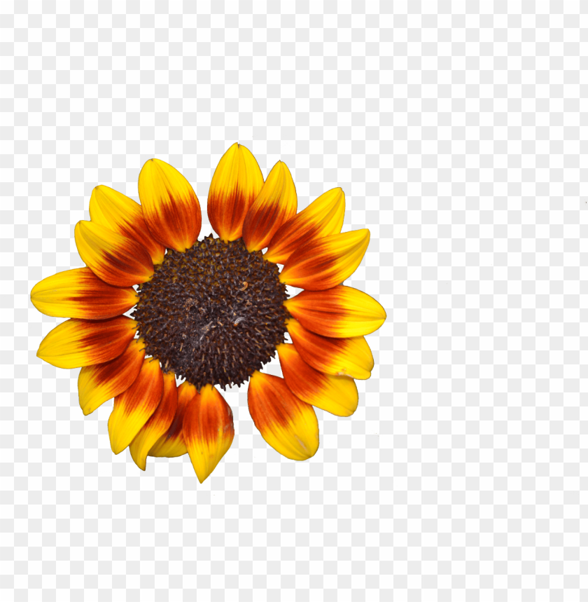 sunflower, yellow petals, orange tips, floral design, nature's beauty, garden flower, summer blooms