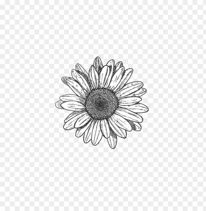 sunflower png tumblr, png,sunflower,tumblr