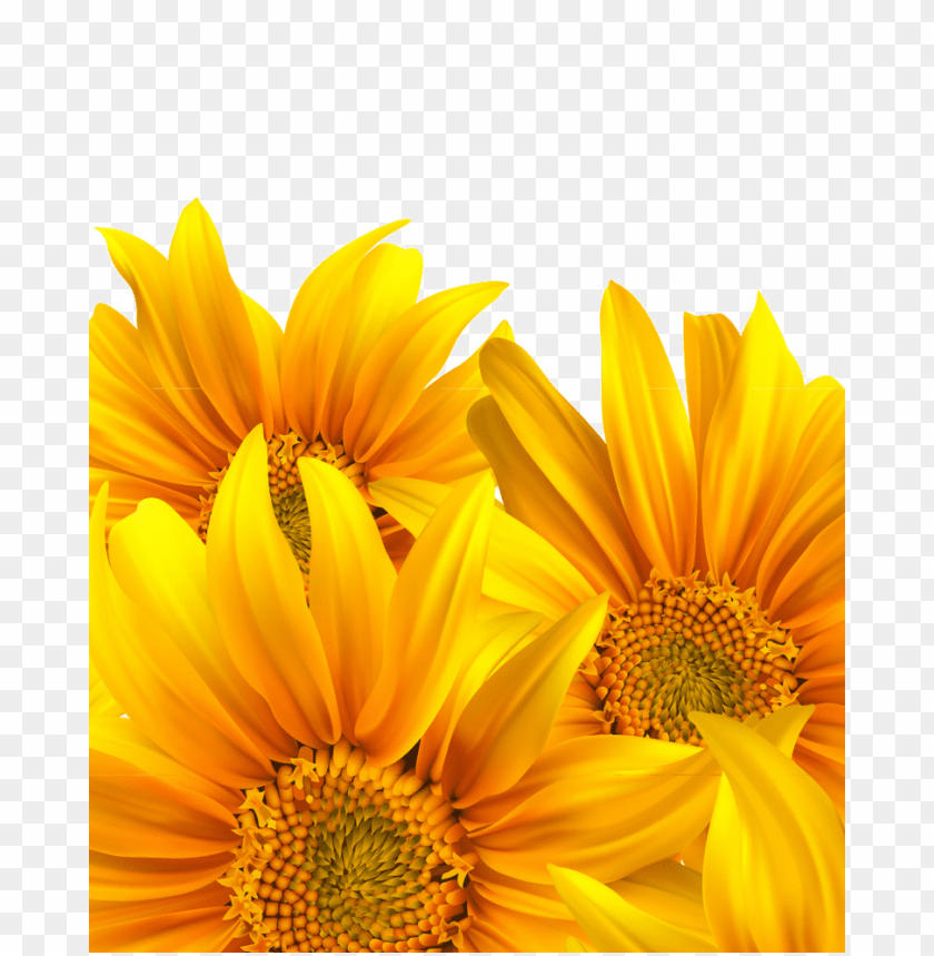 sunflower png vector, sunflower,png,vector