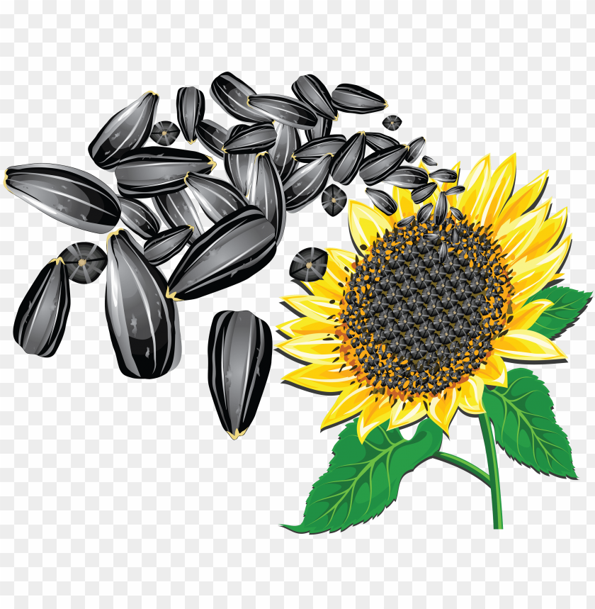 
sunflower seeds
, 
helianthus annuus
, 
linoleic
, 
sunflower oil
