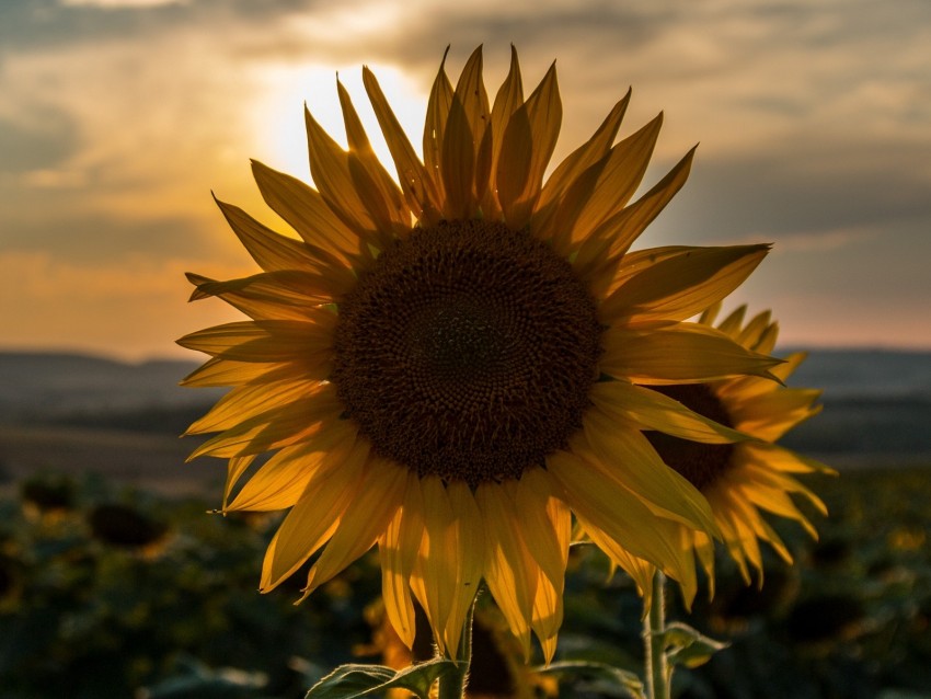 Sunflower Sunset Field Sky Summer Background