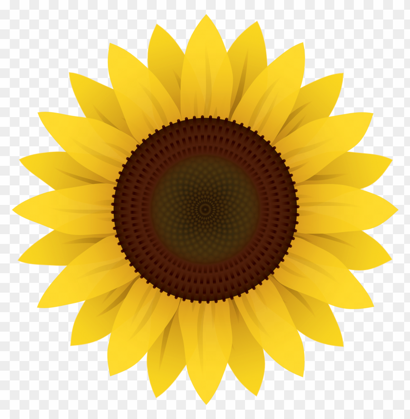  flower, sunflower, clipart, vector