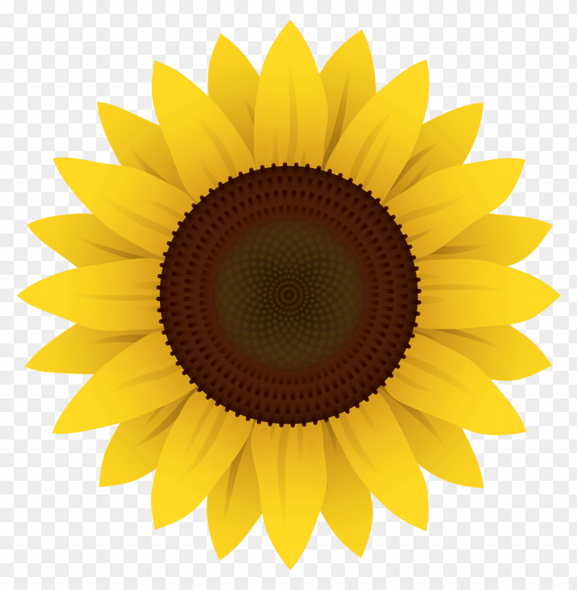 
flower
, 
sunflower
, 
clipart
, 
vector
