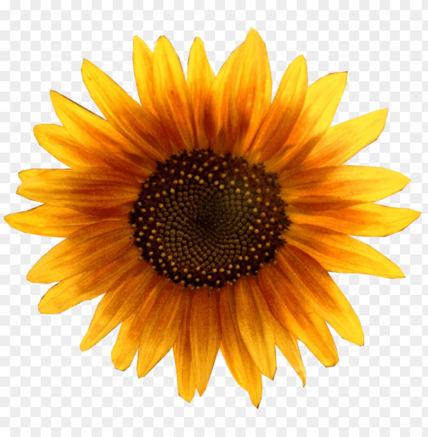 sunflower vector png, vector,png,sunflower