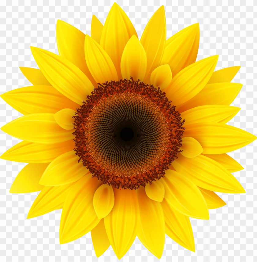 sunflower vector png, vector,png,sunflower