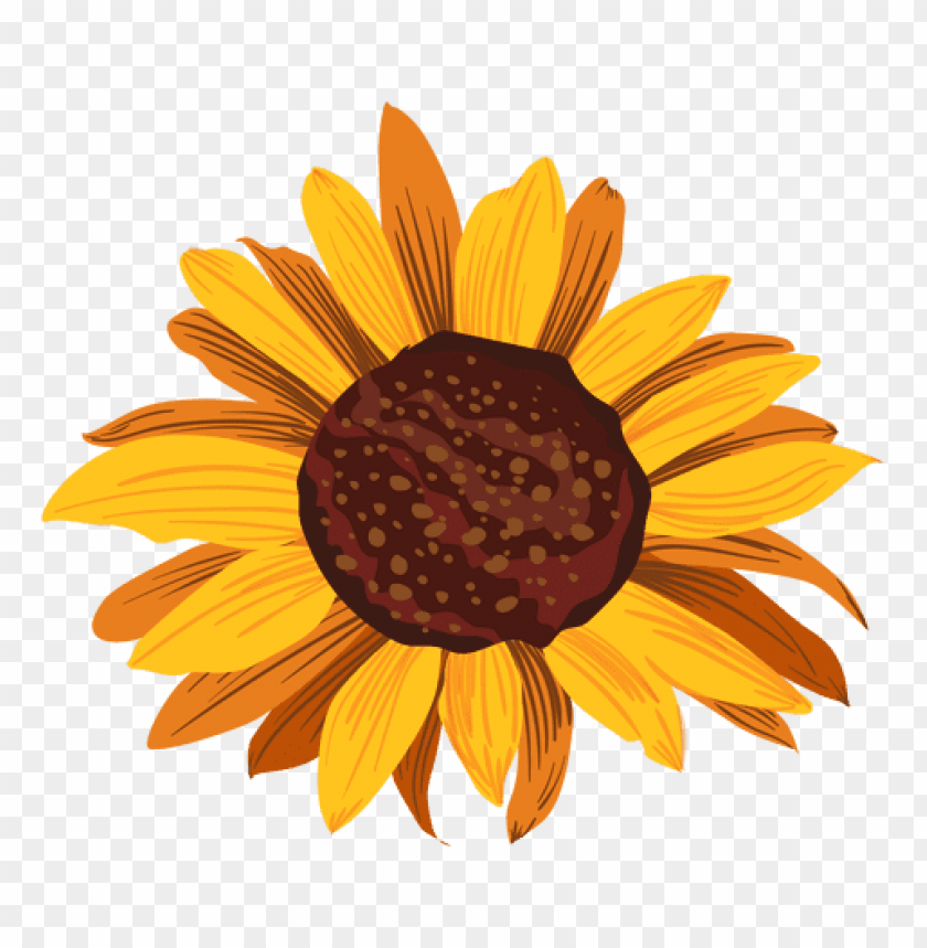 sunflower, sunflower seeds, yellow petals, nature, plant, edible seeds, organic snack