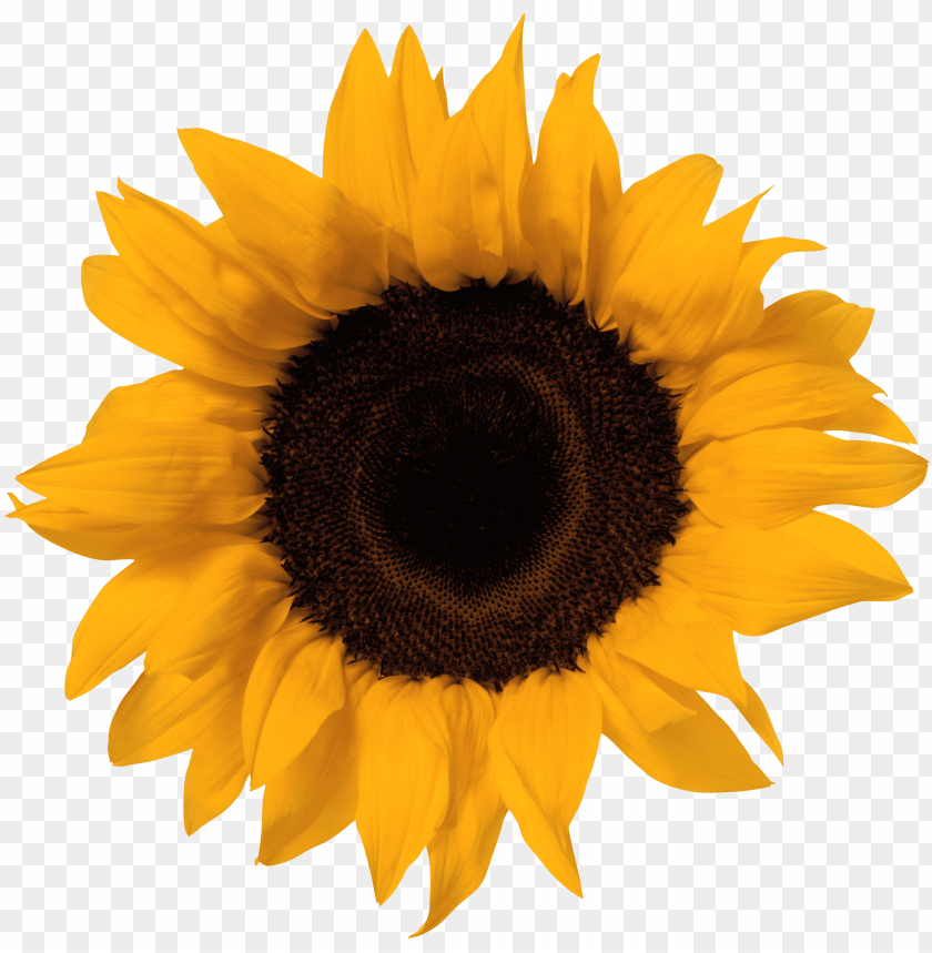 sunflower vector png, vector,png,sunflower