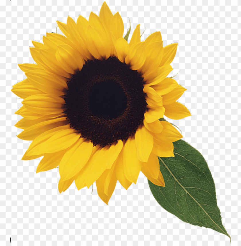 sunflower with leaf