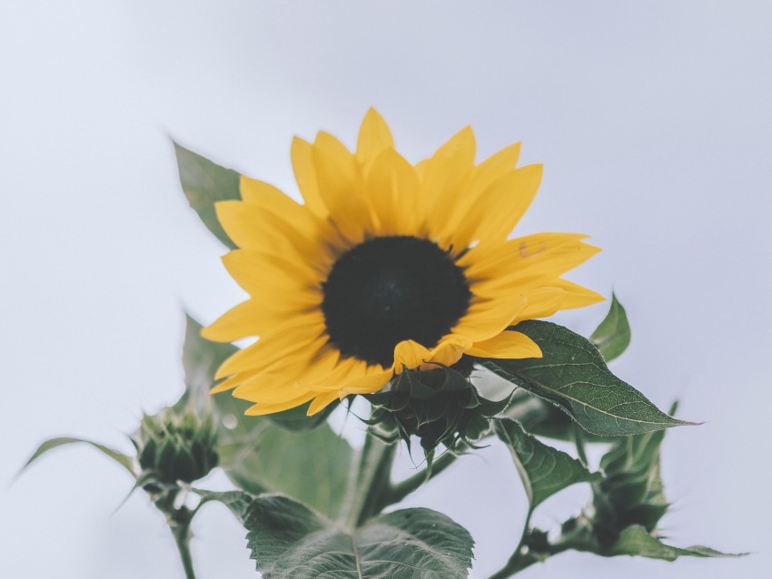 sunflower, yellow, flower, bloom, plant