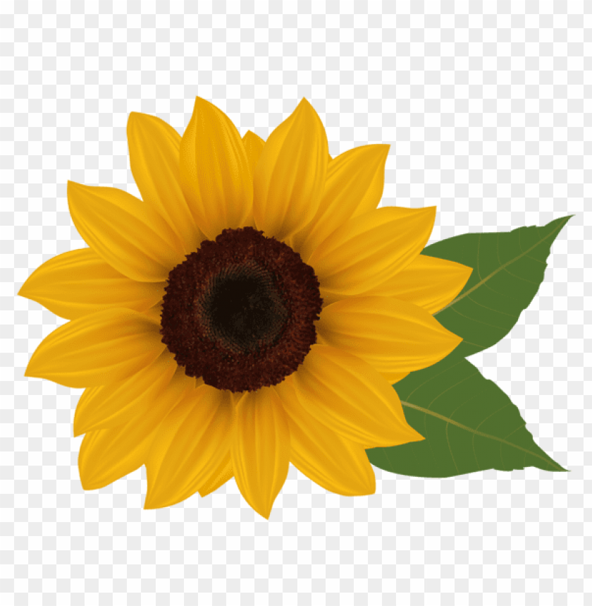 sunflowerpicture