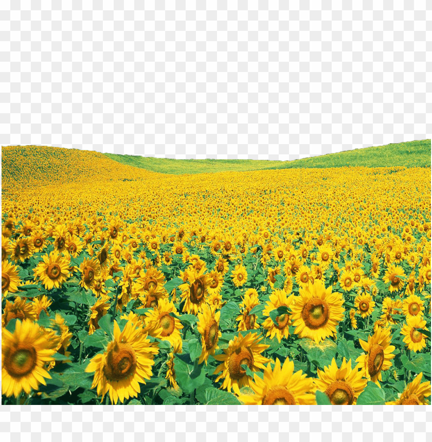 sunflowers,عباد الشمس,دوار الشمس

