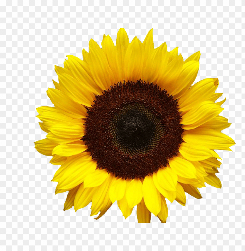 sunflowers,عباد الشمس,دوار الشمس

