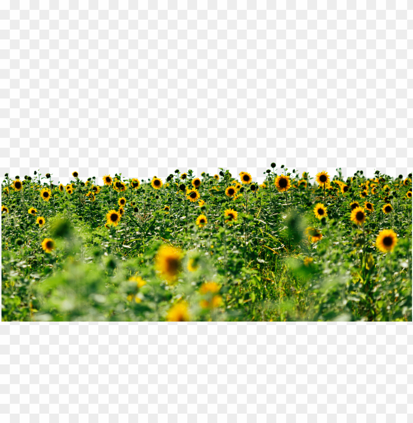 sunflowers,عباد الشمس,دوار الشمس

