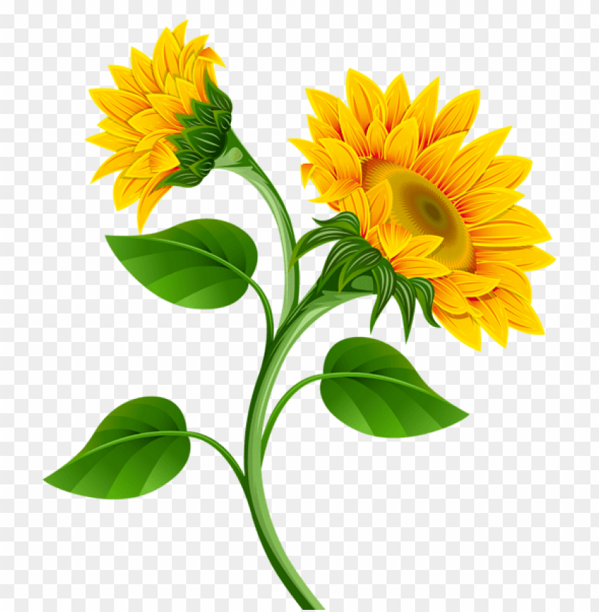 sunflowers