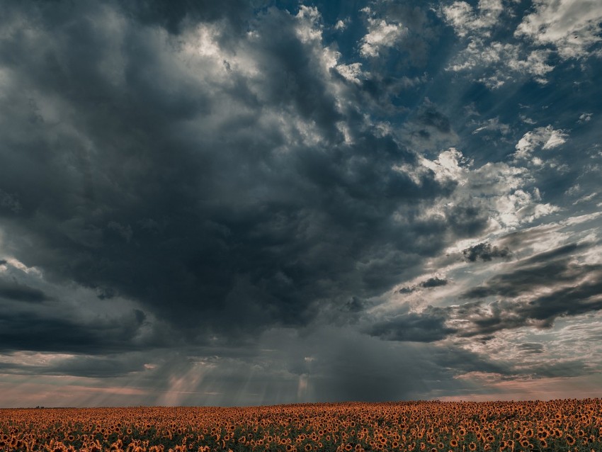 sunflowers, field, clouds, twilight