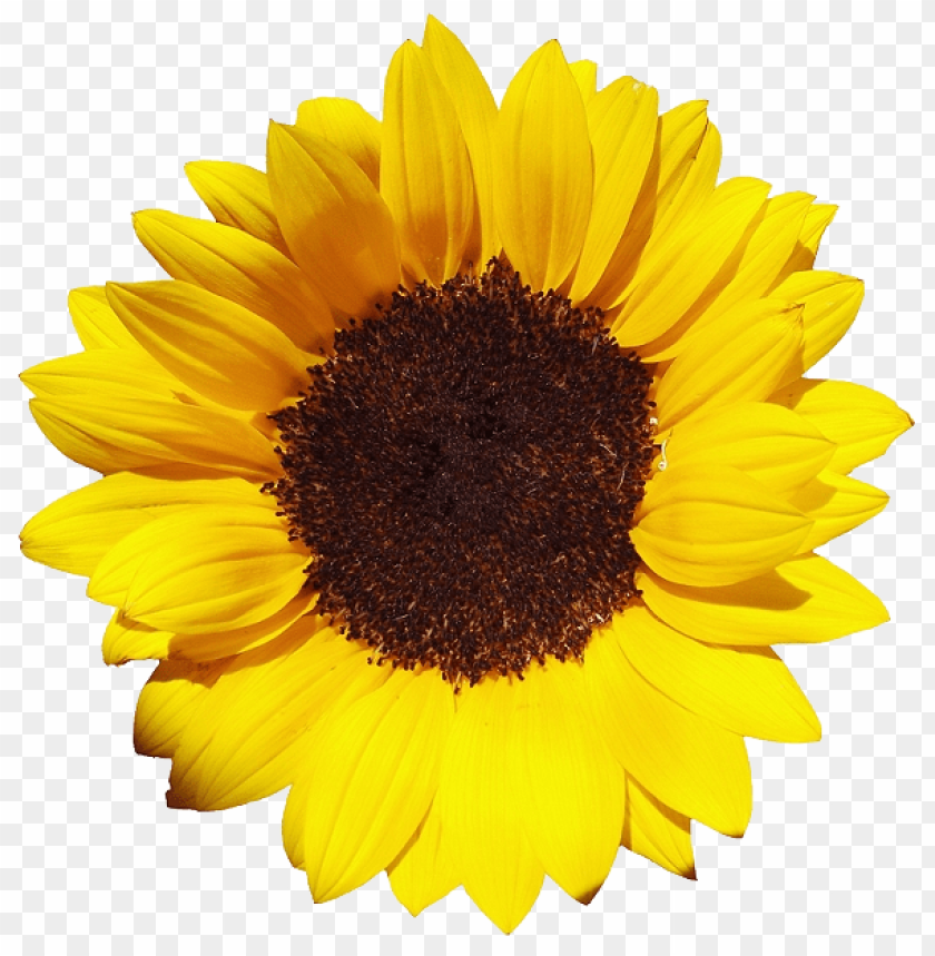 sunflowers,عباد الشمس,دوار الشمس

