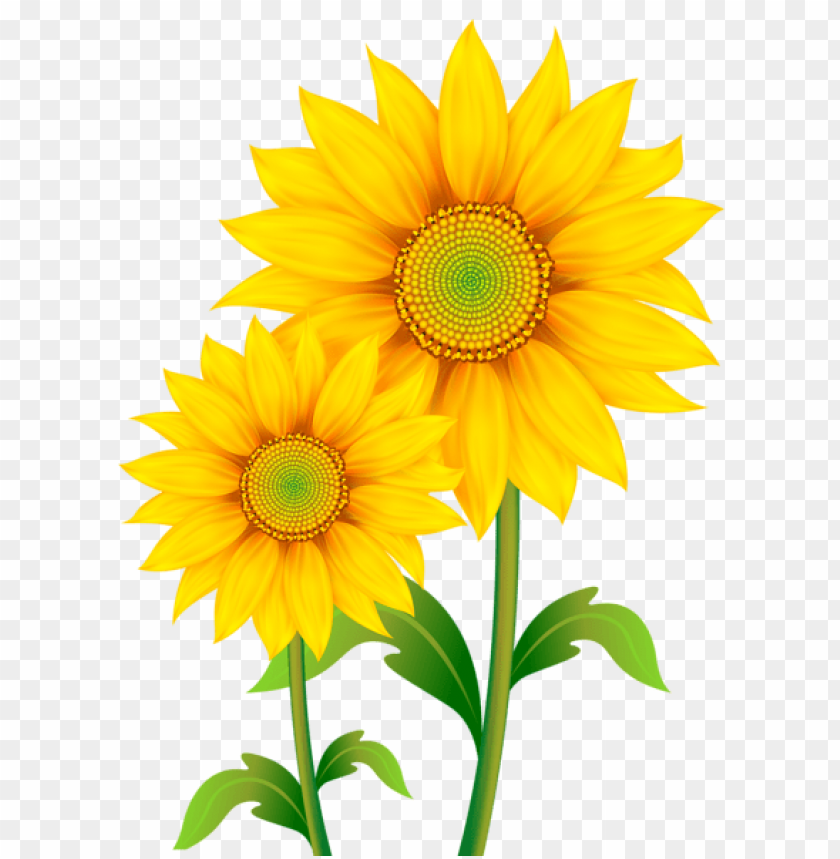 sunflowers,عباد الشمس,دوار الشمس

