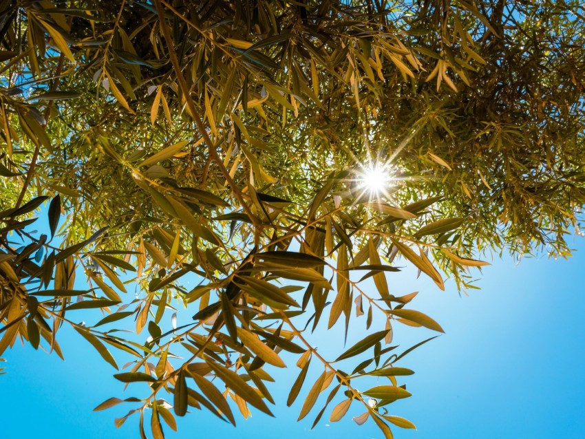 sunlight, branches, rays, sky